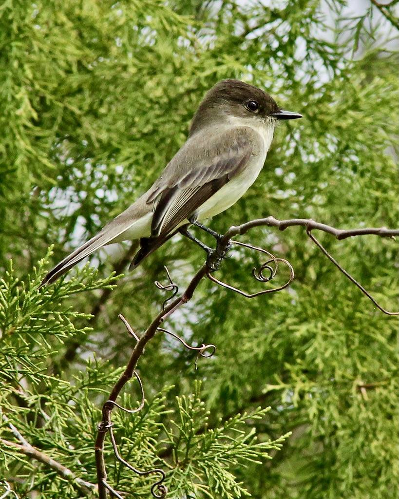 Eastern Phoebe (Sayornis phoebe) by Mary Keim is licensed under CC BY-NC-SA 2.0.